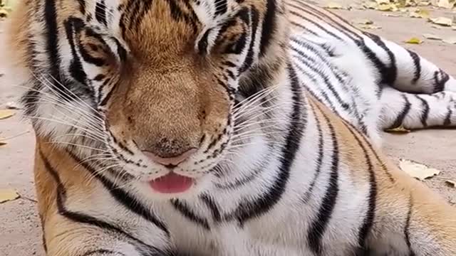 The female tiger is dozing. It seems that you are not dozing like you are staying up all night!