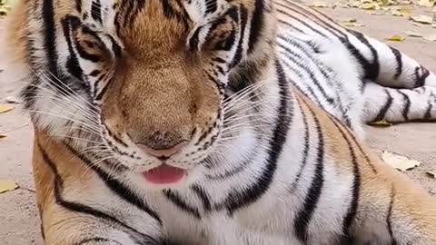 The female tiger is dozing. It seems that you are not dozing like you are staying up all night!