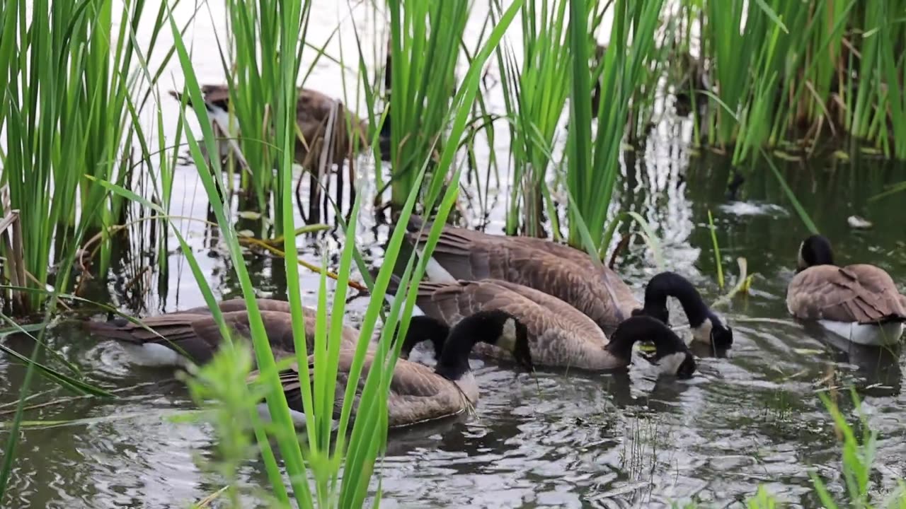 পাখি 🐦