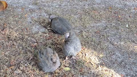 3 French Pearl Guineas