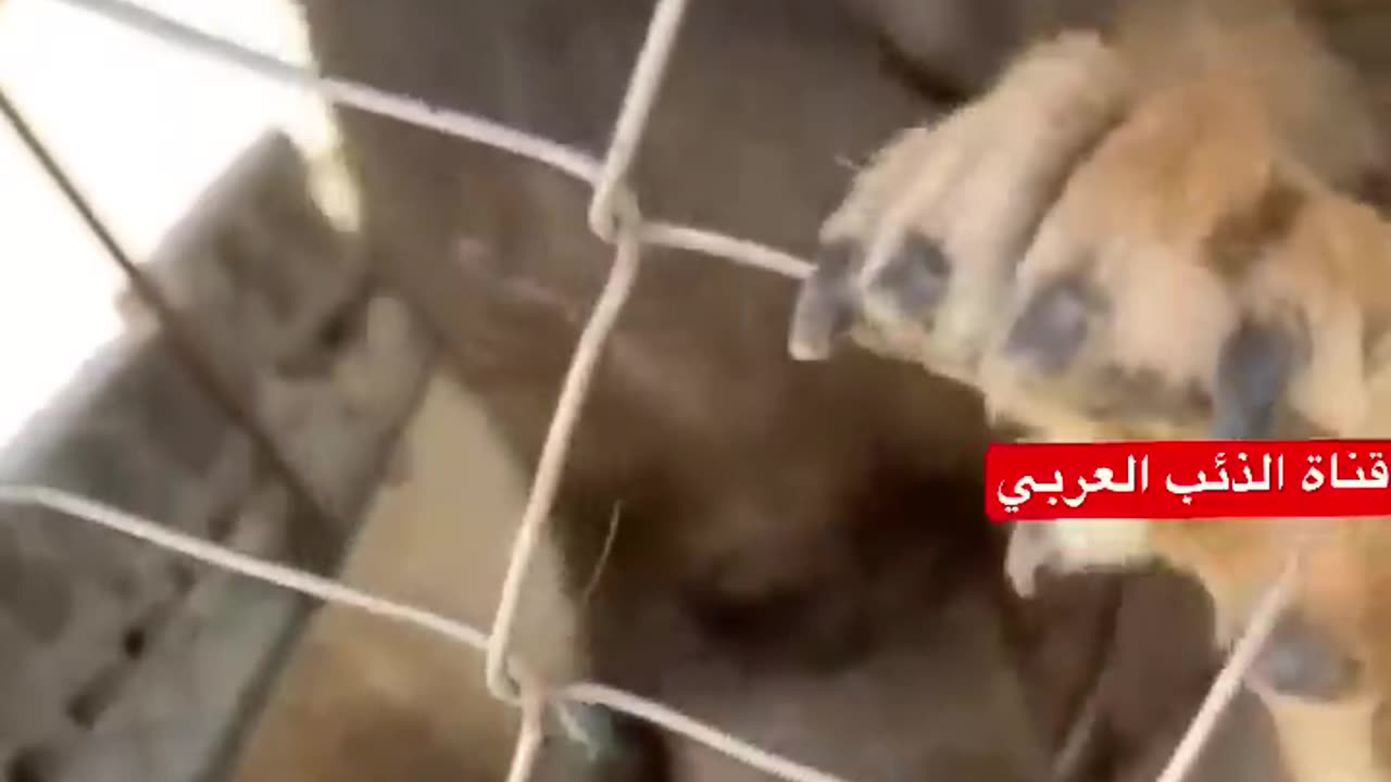 The wolf treats her puppy