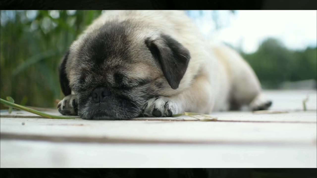 sleeping baby pug