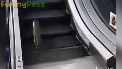 best funniest animal videos 2023 cats and dogs funniest