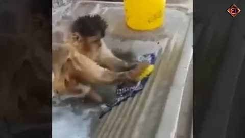 funny monkey