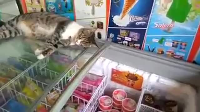 Cat decides to sleep on top of public ice cream freezer