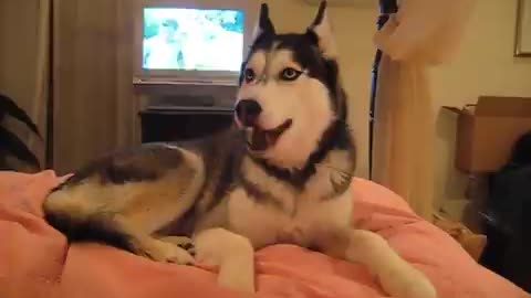 Husky Saying "I love You" Watch this 😁