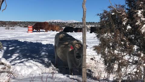 Snow Day in Truchas New Mexico