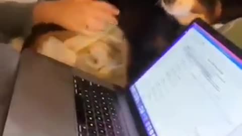 Funny animal