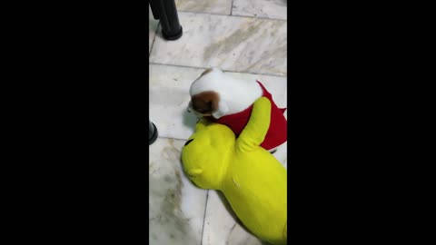 Winnie the Pooh is trying to get his shirt to a puppy (Cute Baby Dog)