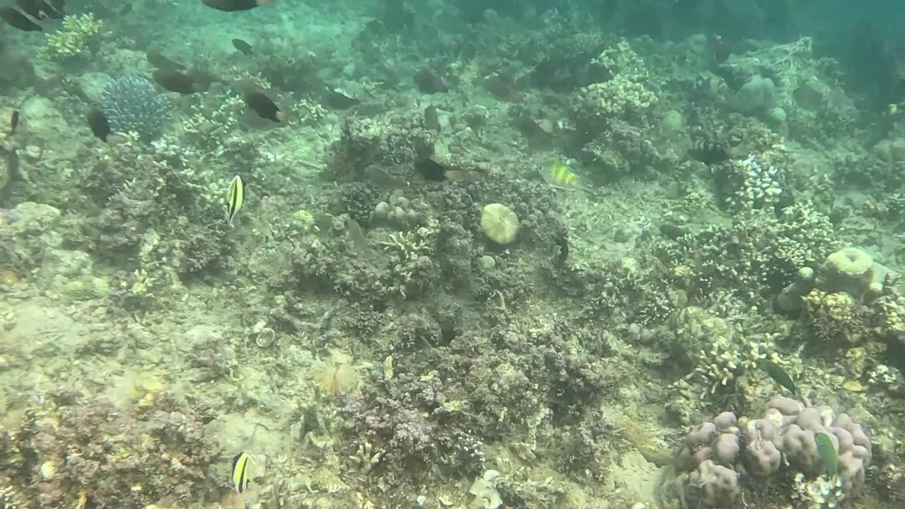 Snorkeling Adventures Philippines. Witnessing the Rebirth of a Coral Wonderland