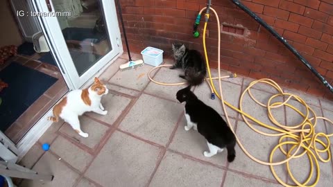 Cat Fight Compilation Video _ 4K