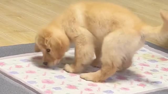 It just wake up Momo oneFace to poop,