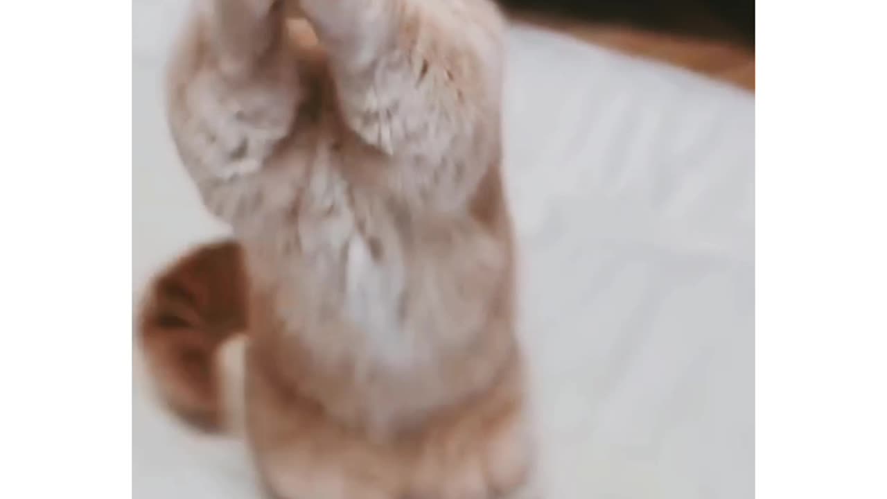 Cats funny dance video.😆