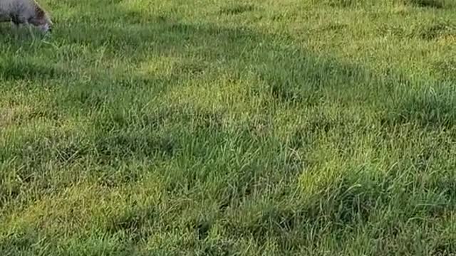 Hay time