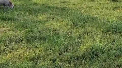 Hay time