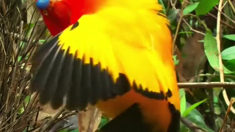 The Flame Bowerbird dances to impress the ladies!