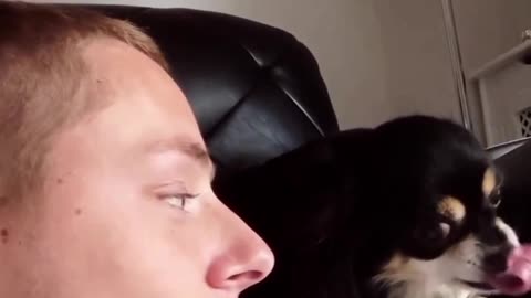 Funny dog sneaky kiss