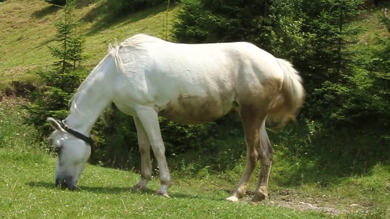 Beautiful white horse eating grass on green meadow