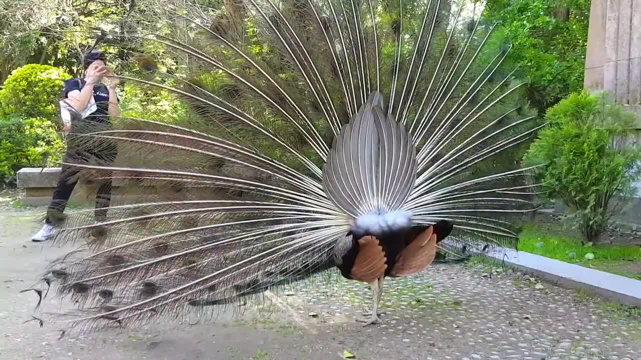 Peacock with Extended Plumage