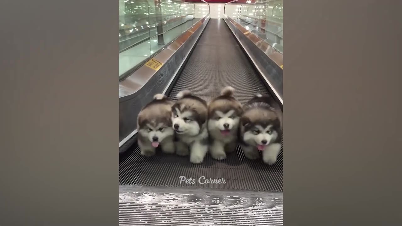 Funniest Animals 2023 π Best Funny Cats and Dogs πΊπΆ | Pet Elements