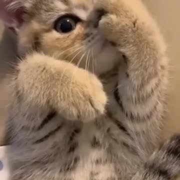 cute kittens