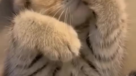 cute kittens