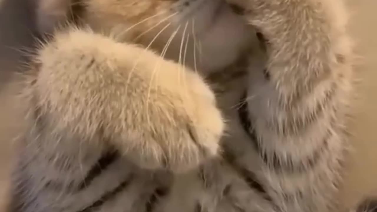 cute kittens