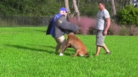 How To Make Dog Become Fully Aggressive With Few Simple Tips