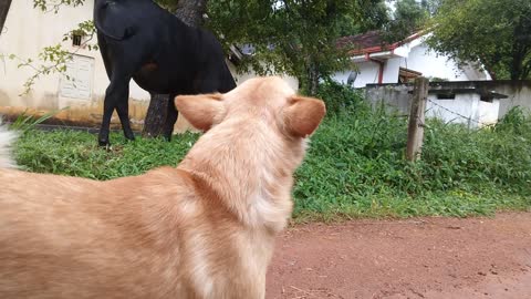 Dog vs Cow..🤣