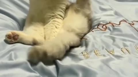 Funny Cat video