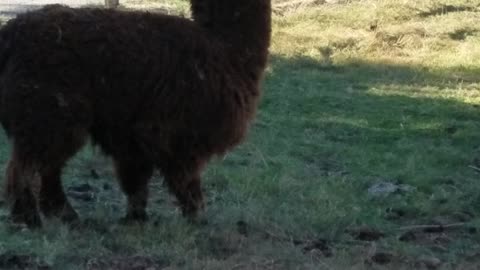 Llama greeting