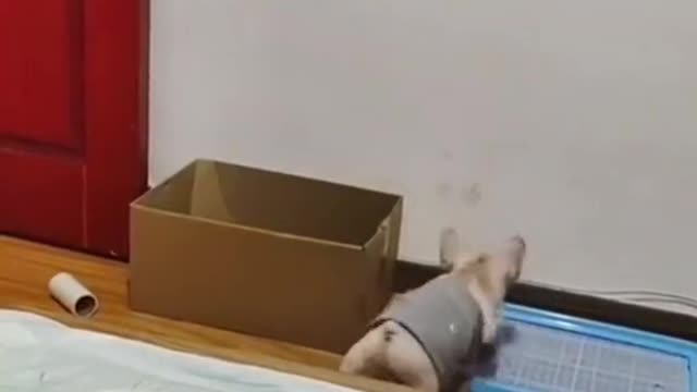 Try not to laugh! Dog tries to get inside box