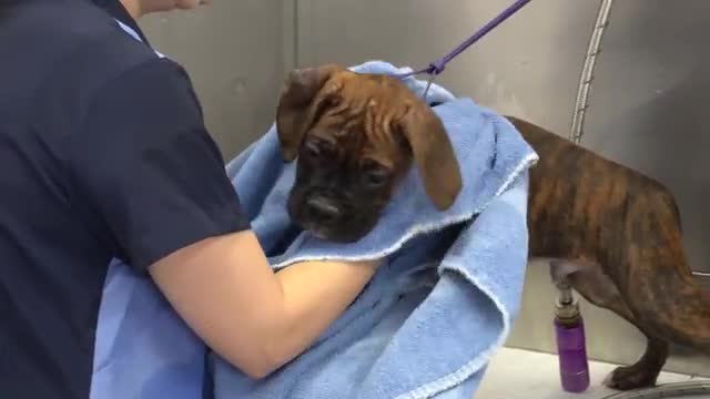 Why you shouldn't get two puppies at once! | Boxer puppies