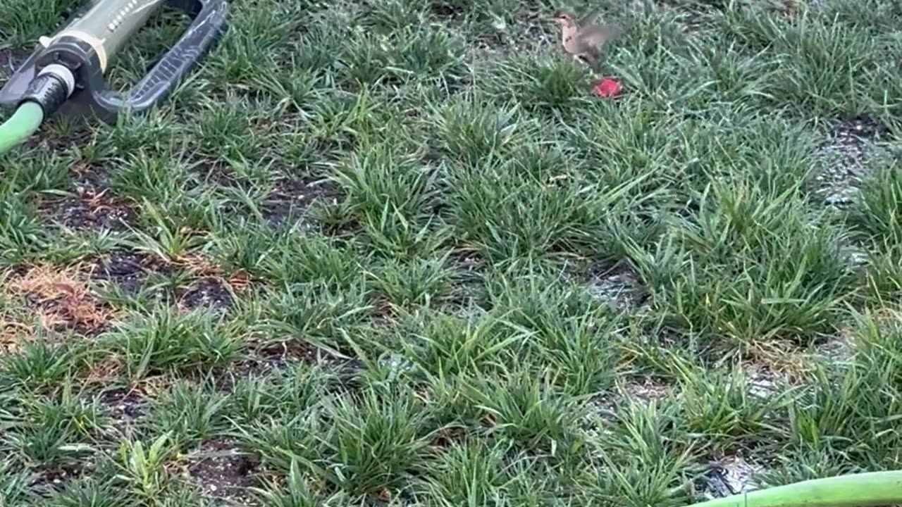 Hummingbird playing in sprinkler