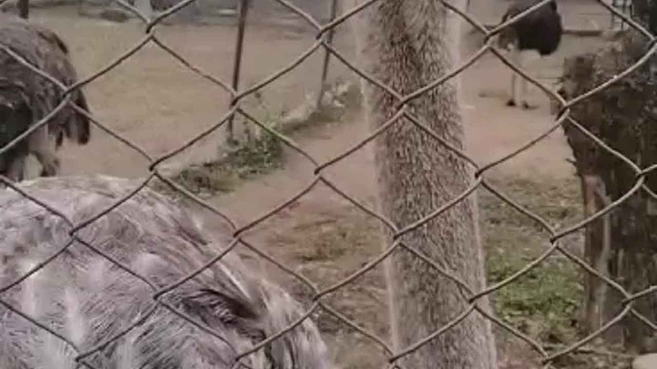 Beautiful ostrich