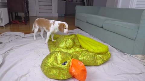 Puppy Surprised with Giant Golden Rubber Duck! Cute Puppy Dog Indie Gets Epic Rubber Ducky Surprise