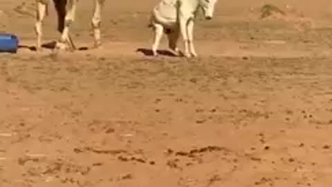 Naughty Donkey and Camel Fight