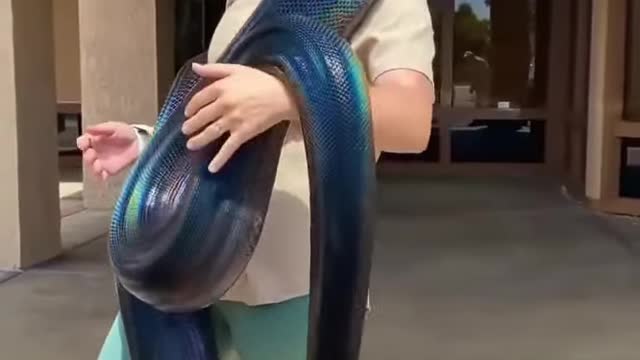 Playing with snake videos