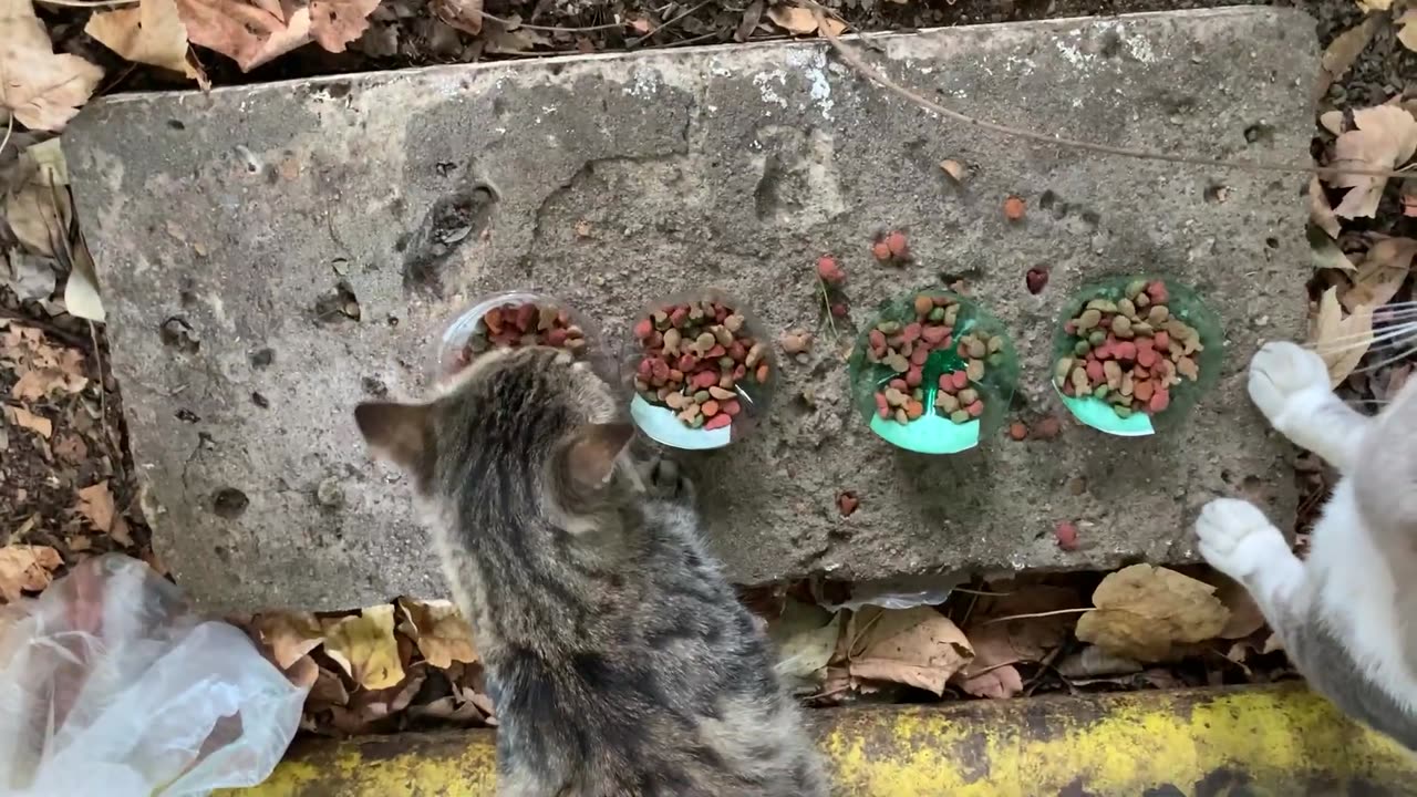 I fed the cats a little. Cat Life 😺🐈🧬