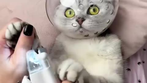 How to trim cat claws 💅🏼.mp4