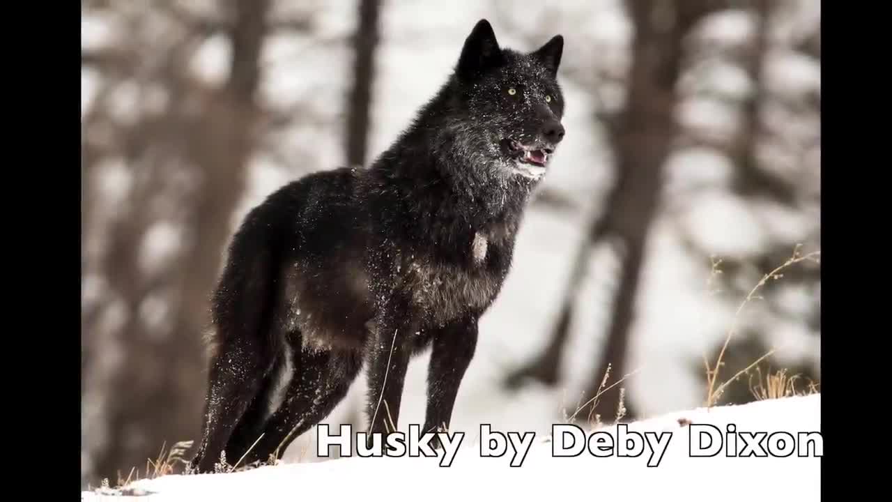 The alarm barking of an alpha male wolf in Yellowstone