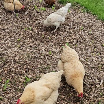 OMC! Brownie and Whitey join the windy day bug hunt! Bug hunting never ends! 🐔❤️🐛🕷🐜#chickens #shorts
