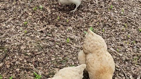 OMC! Brownie and Whitey join the windy day bug hunt! Bug hunting never ends! 🐔❤️🐛🕷🐜#chickens #shorts