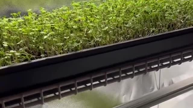 Microgreens under HLG beams