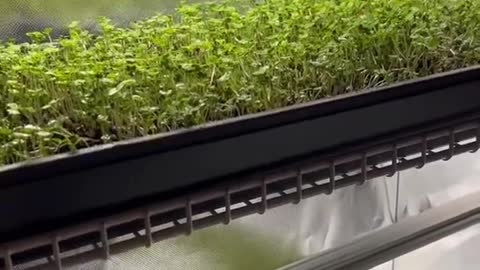 Microgreens under HLG beams