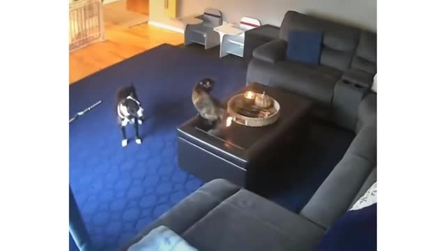 Funny cats-Dont try to stop laughing cat in funny situation funny cat Ever