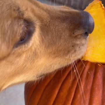 Always getting pranked by my dog…