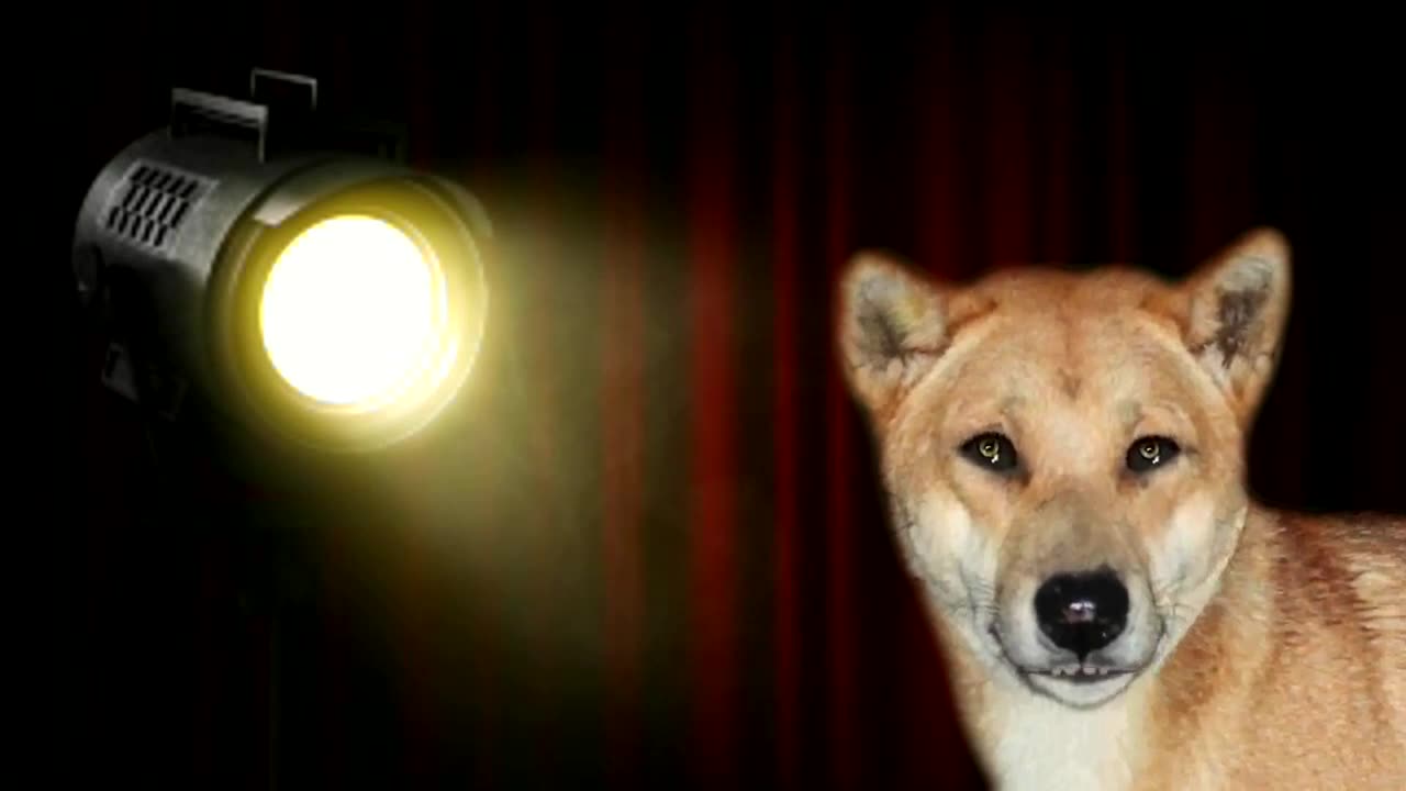 Darryl the Talking Dingo tells a joke about people and politicians