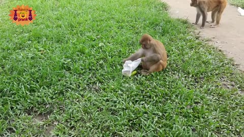 Fake Snake&banana. prank. Funny prank with monkey-new prank with a monkey. Animal prank.