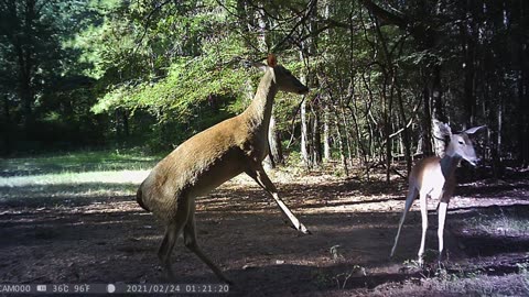 Deer Cam Weekly, 8/04/23